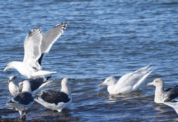 カモメ 北海道 2023年10月21日(土)