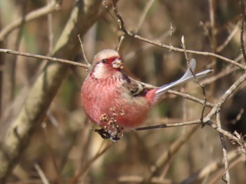 2023年1月28日(土) 平筒沼(宮城県登米市)の野鳥観察記録