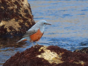 Sat, 12/31/2022 Birding report at 志津川湾