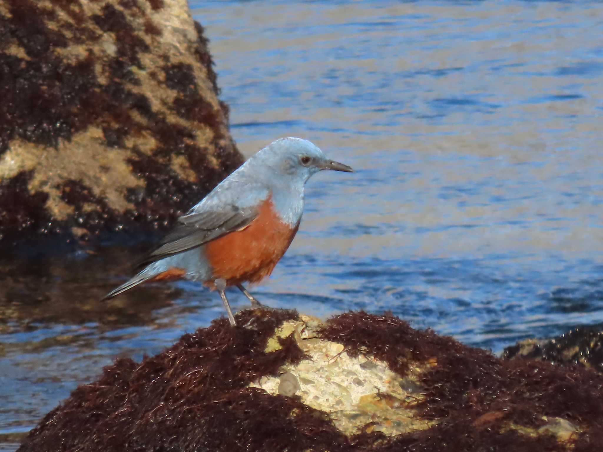 Blue Rock Thrush