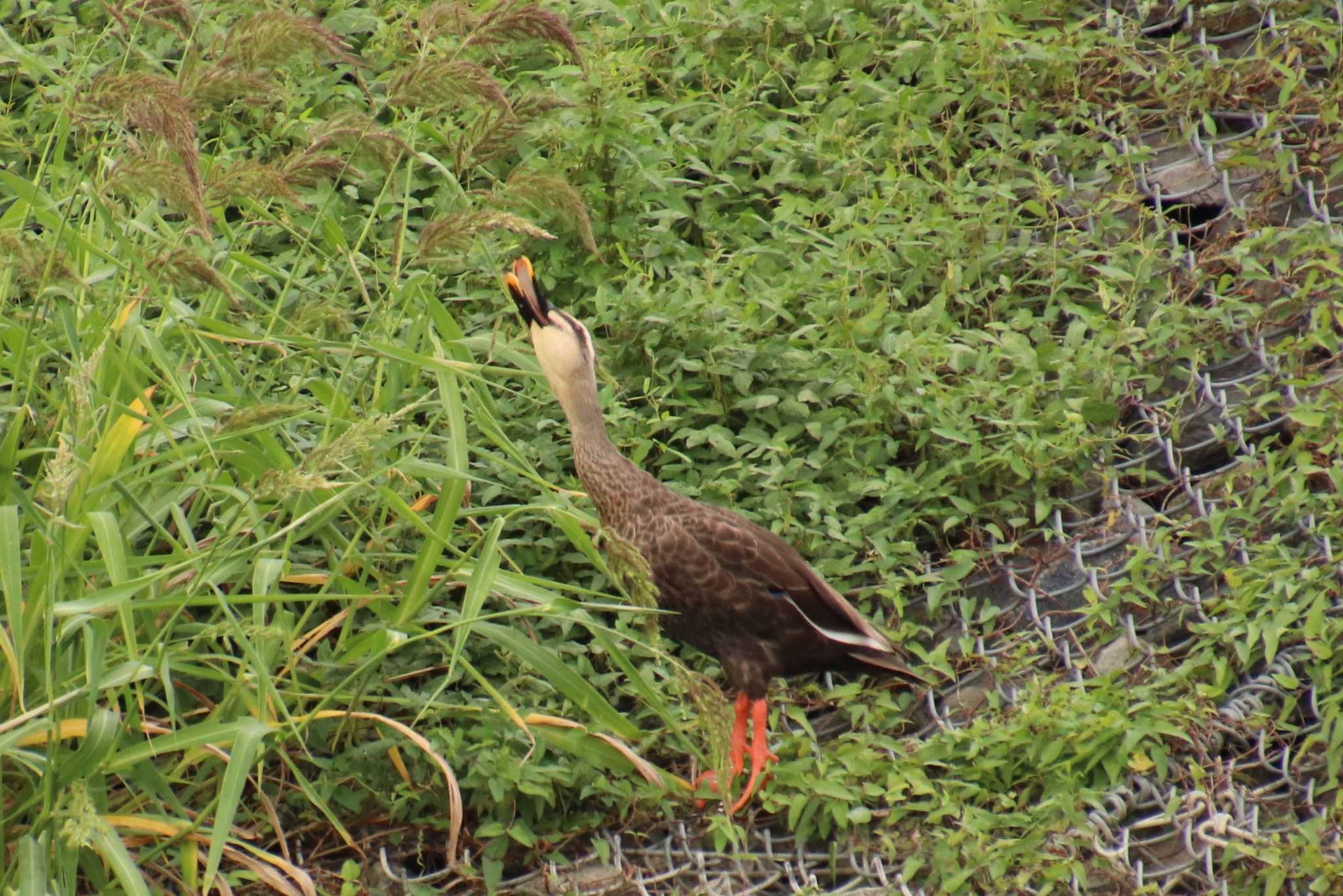 埼玉県　某調整池 カルガモの写真 by song