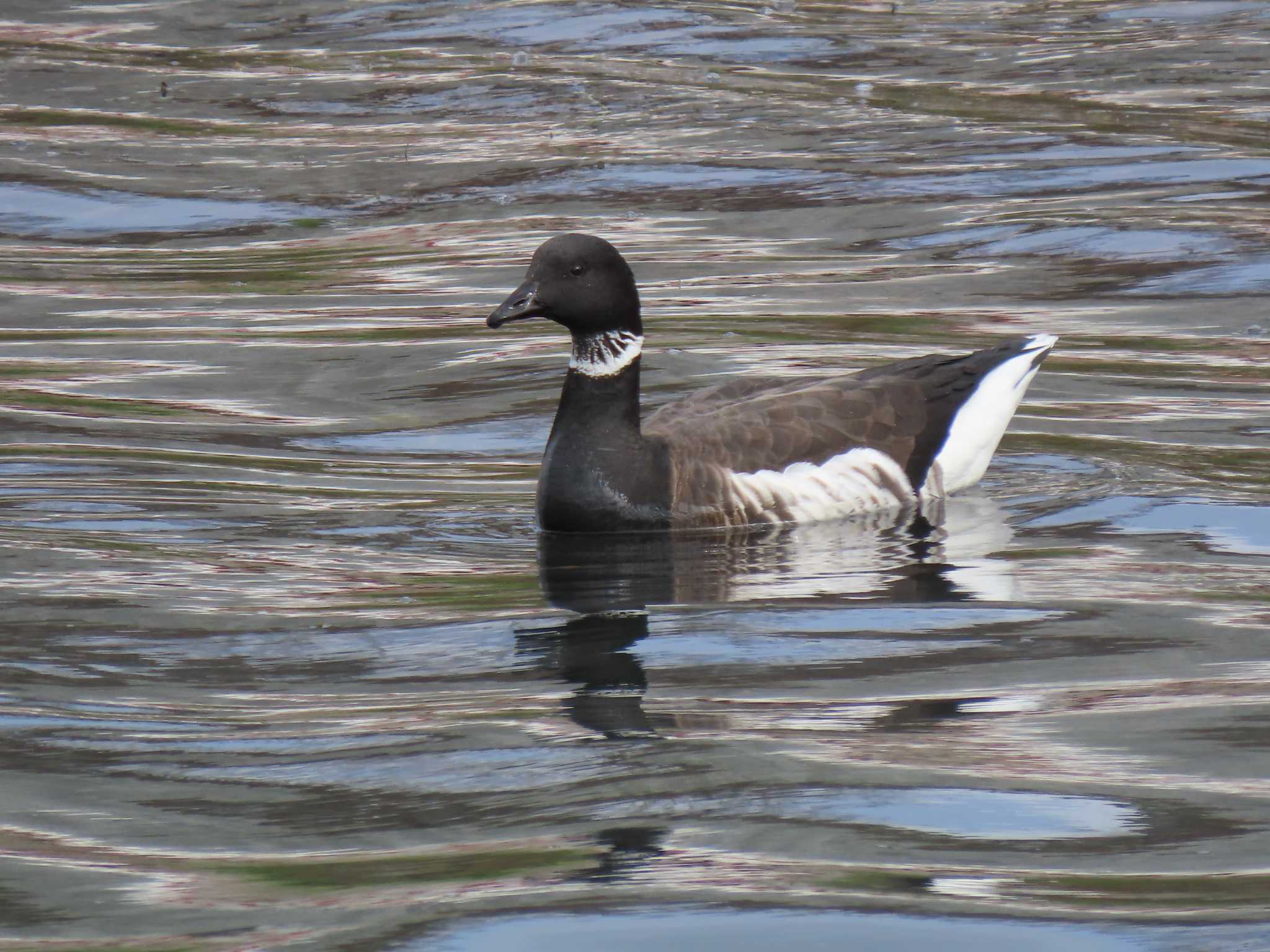 Brant Goose