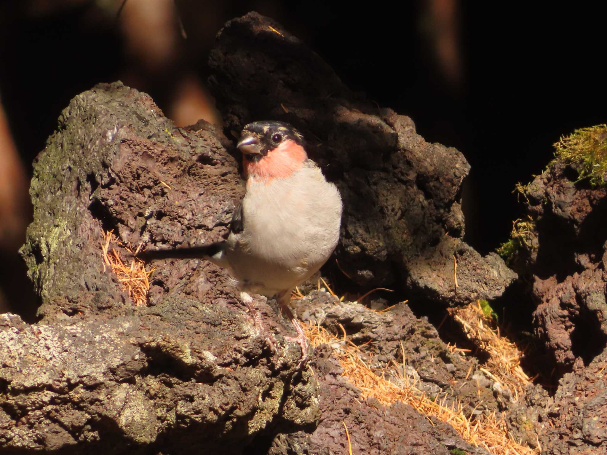 Photo of Eurasian Bullfinch at Okuniwaso(Mt. Fuji) by ゆ