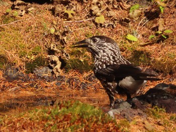 Spotted Nutcracker Okuniwaso(Mt. Fuji) Sun, 10/22/2023