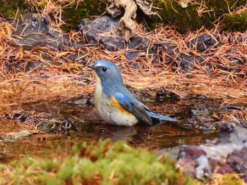 Red-flanked Bluetail Okuniwaso(Mt. Fuji) Sun, 10/22/2023