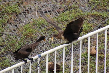 カワウ 埼玉県　某調整池 2018年9月24日(月)