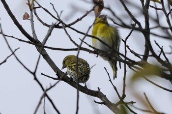 2023年11月7日(火) 埼玉県民の森の野鳥観察記録