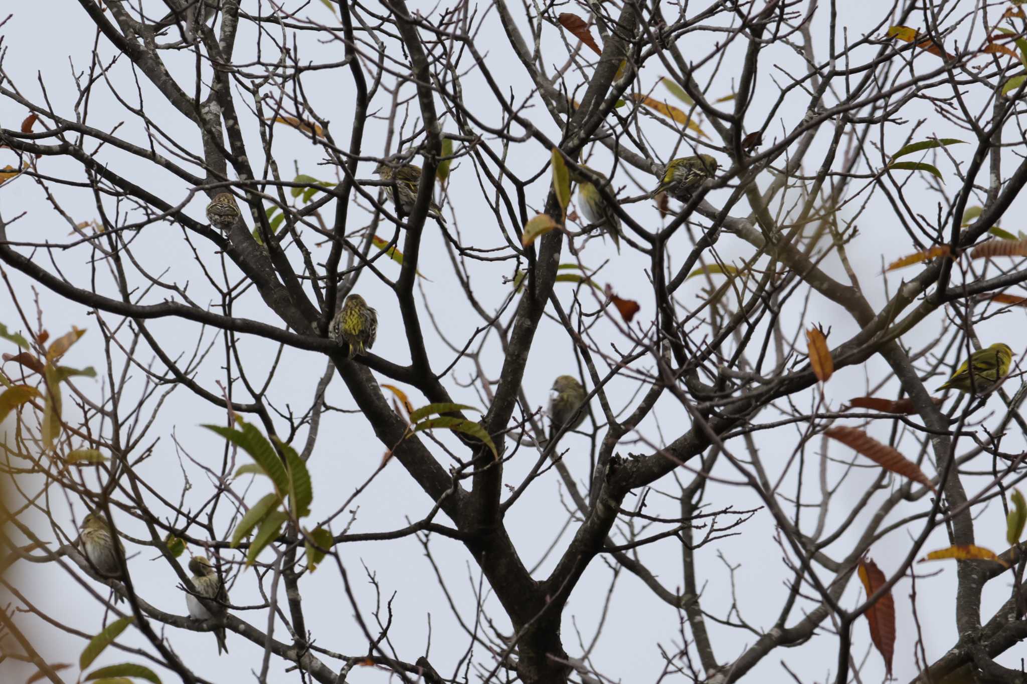 Eurasian Siskin