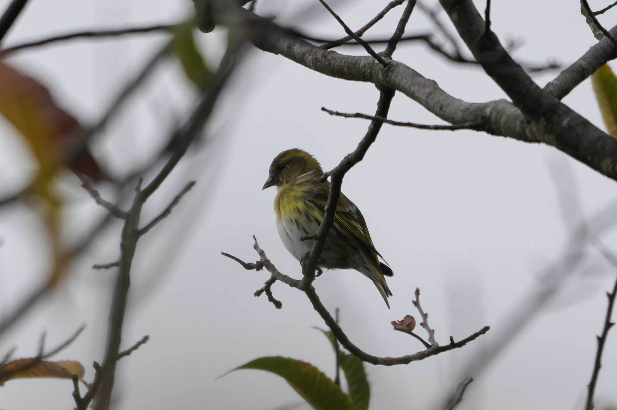 Eurasian Siskin