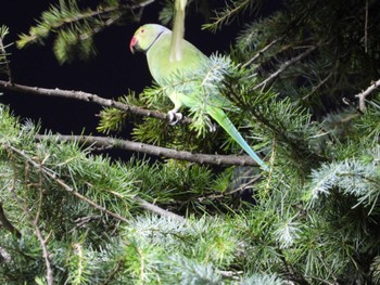 ワカケホンセイインコ 等々力緑地 2023年11月7日(火)