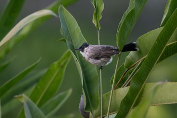 Sooty-headed Bulbul 雲南省 Wed, 11/1/2023