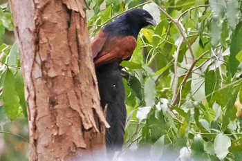 Greater Coucal マダガスカル Sun, 10/15/2023