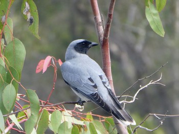 Black-faced Cuckooshrike Perth, WA, Australia Fri, 10/20/2023