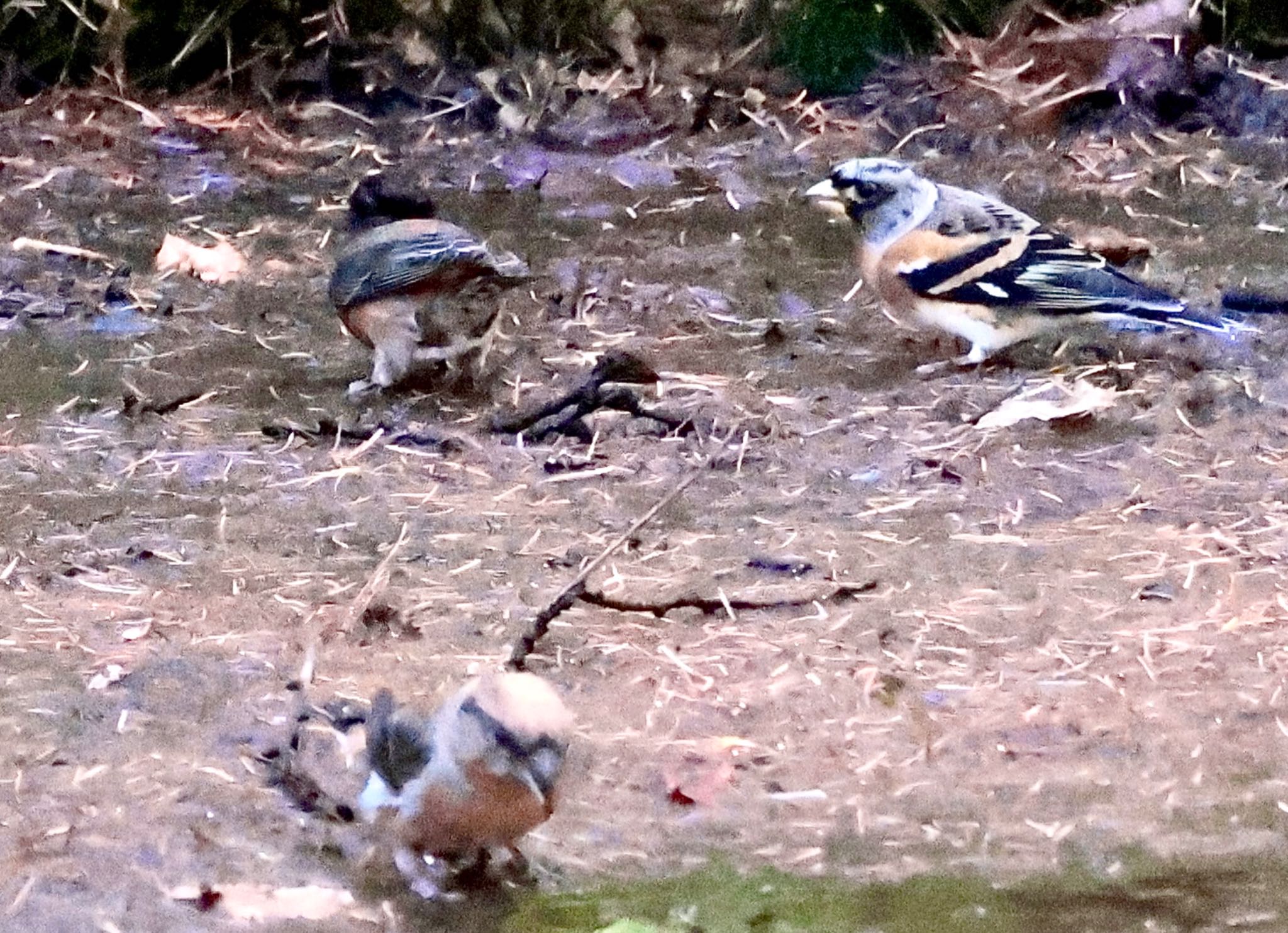 Brambling