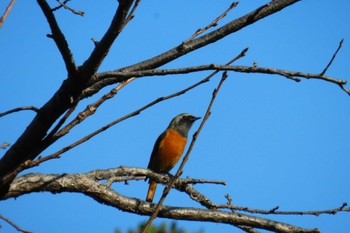 Daurian Redstart 尼崎市農業公園 Fri, 11/3/2023