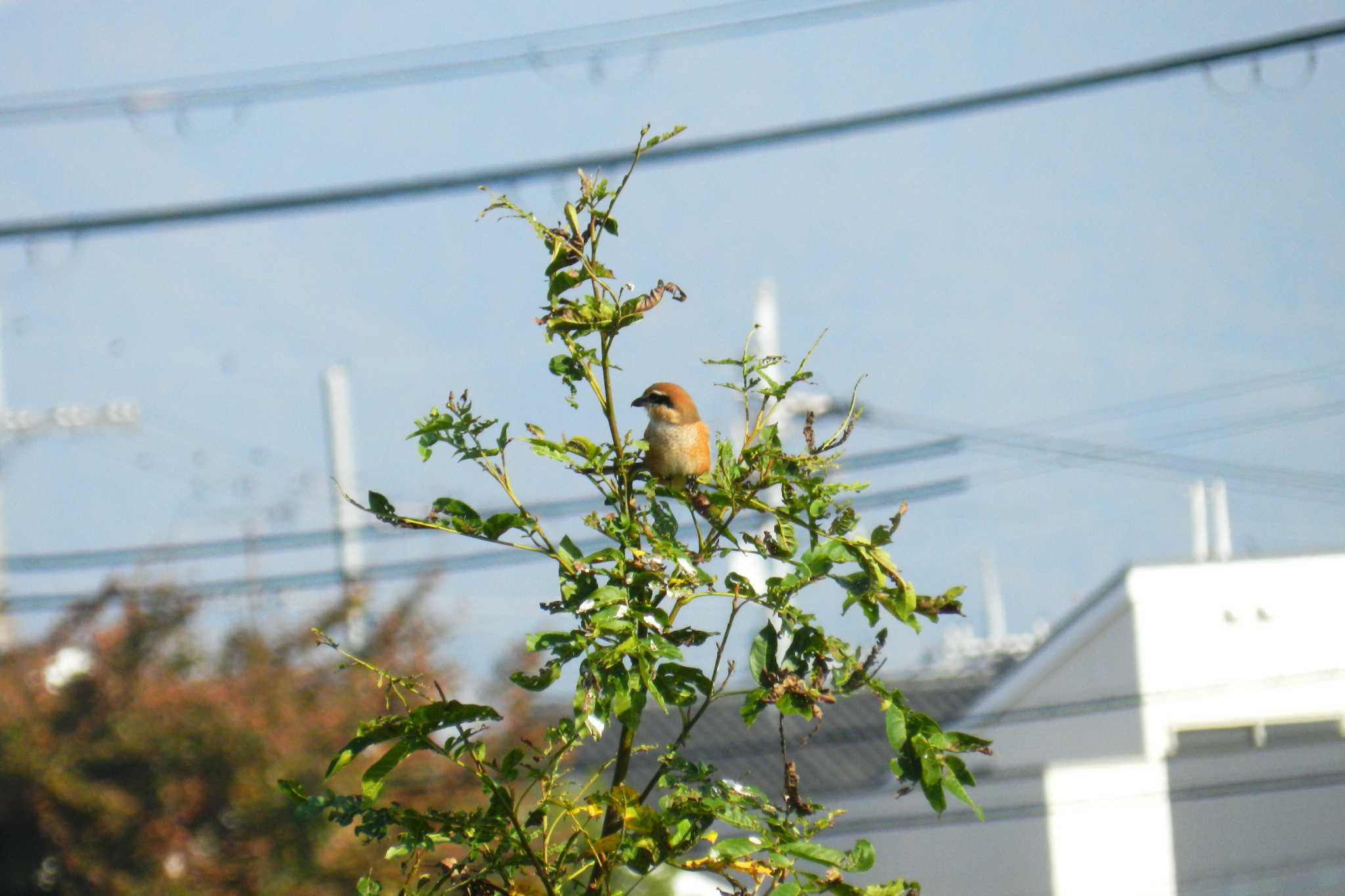 Photo of Bull-headed Shrike at 尼崎市農業公園 by とっと