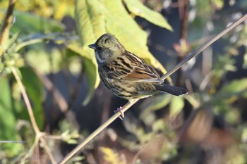 Wed, 11/8/2023 Birding report at 愛知県豊田市逢妻女川