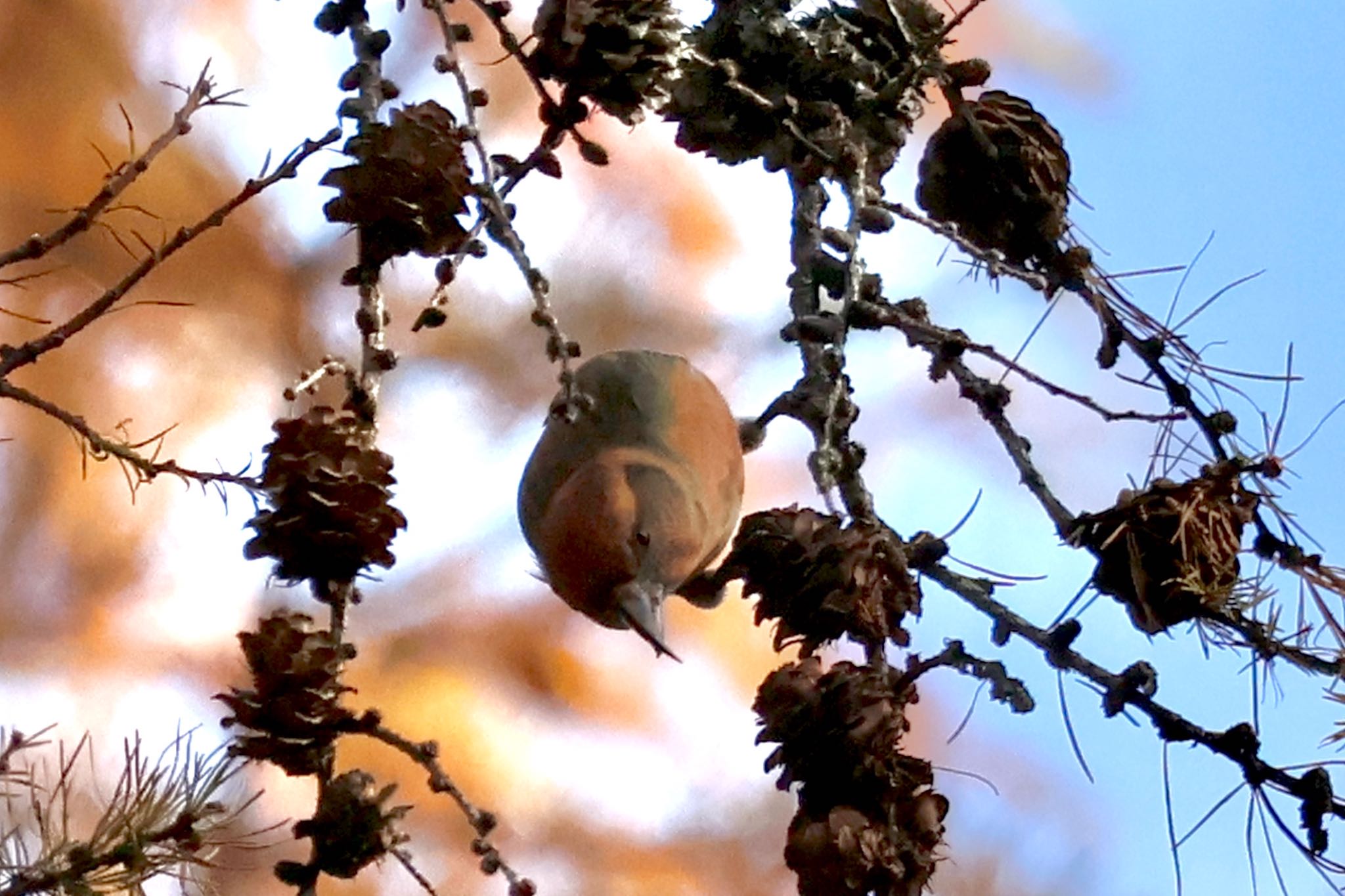 Red Crossbill