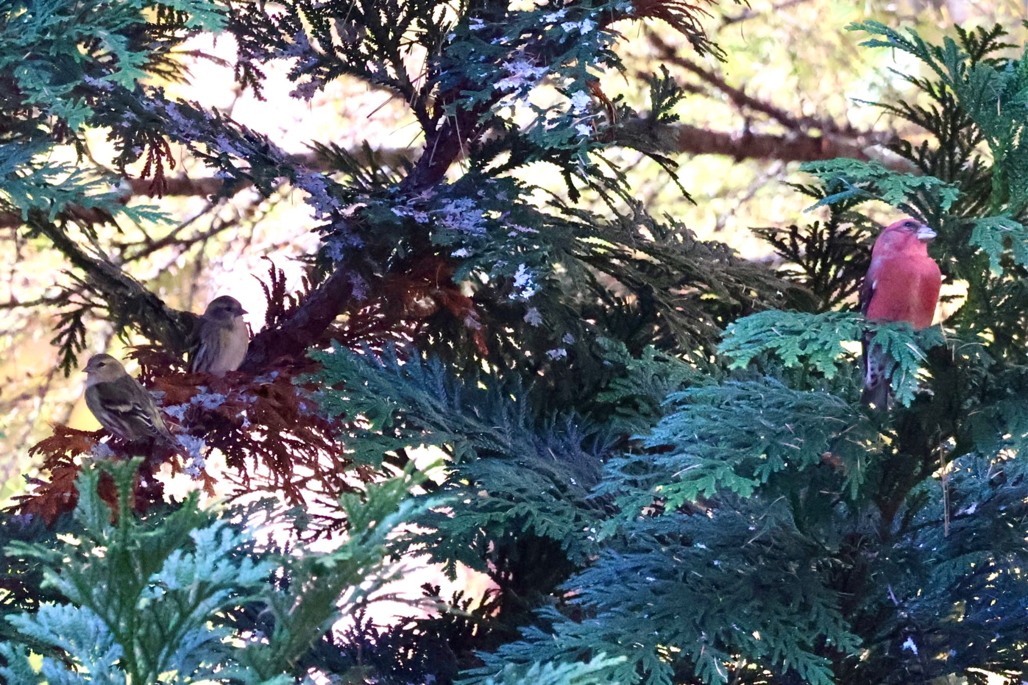 Eurasian Siskin