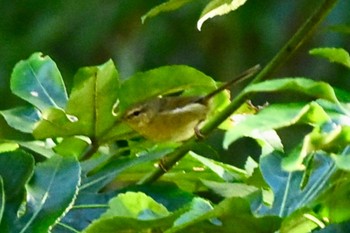 ウグイス 日本ラインうぬまの森 2023年11月8日(水)