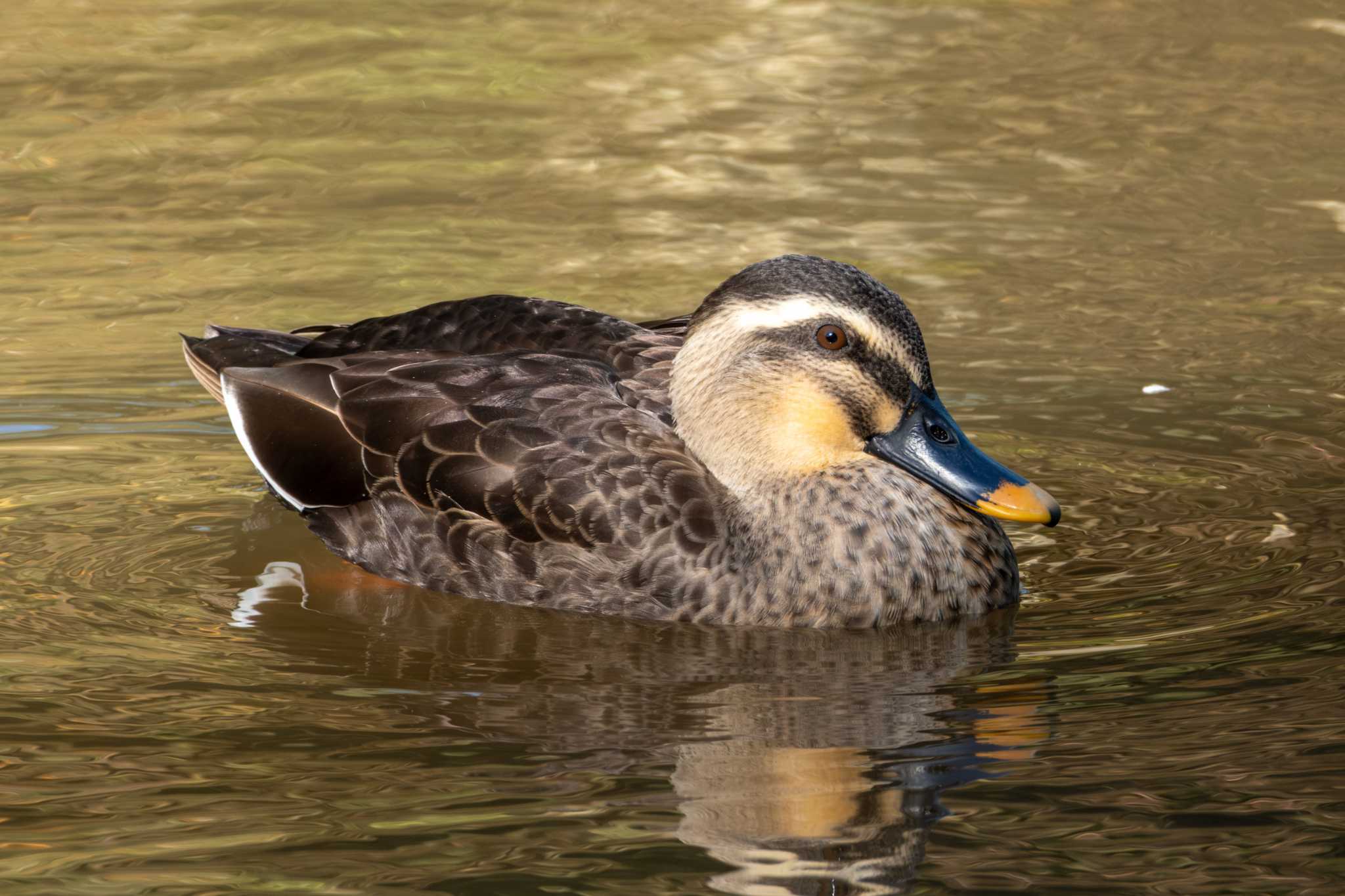 茨城県民の森 カルガモの写真 by MNB EBSW