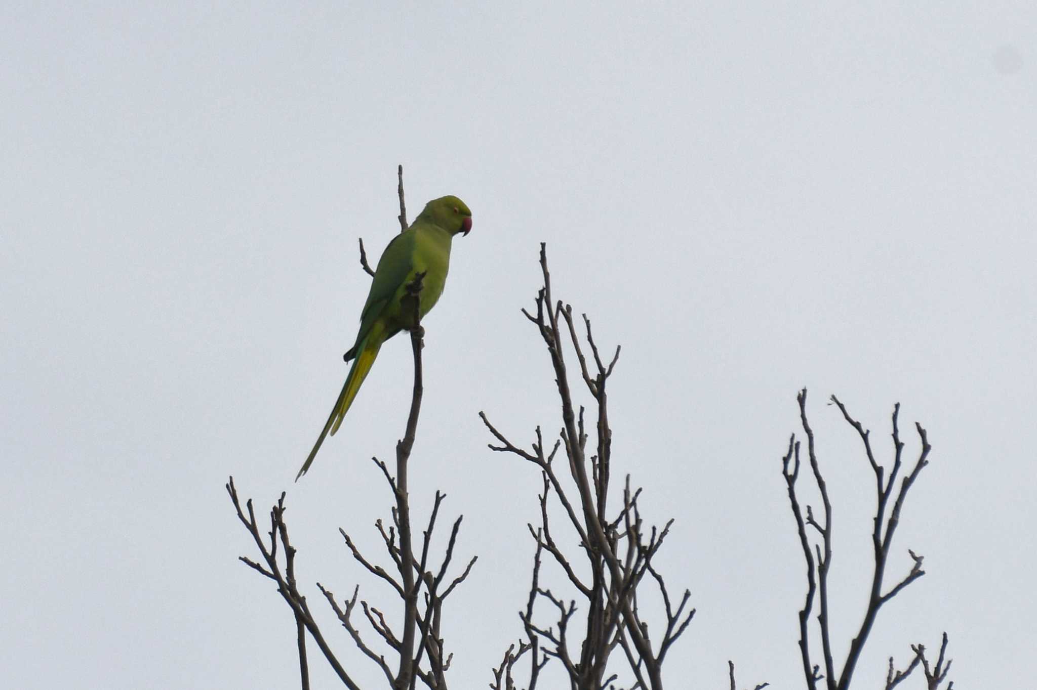 等々力緑地 ワカケホンセイインコの写真 by 岸岡智也