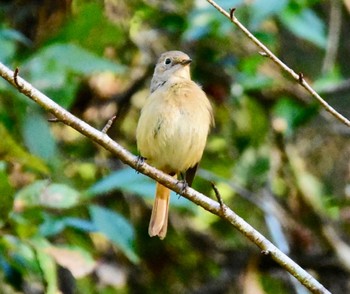 ジョウビタキ 日本ラインうぬまの森 2023年11月8日(水)