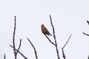 Red Crossbill Makomanai Park Tue, 11/7/2023