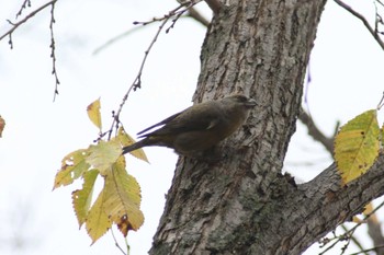 Red Crossbill Makomanai Park Tue, 11/7/2023