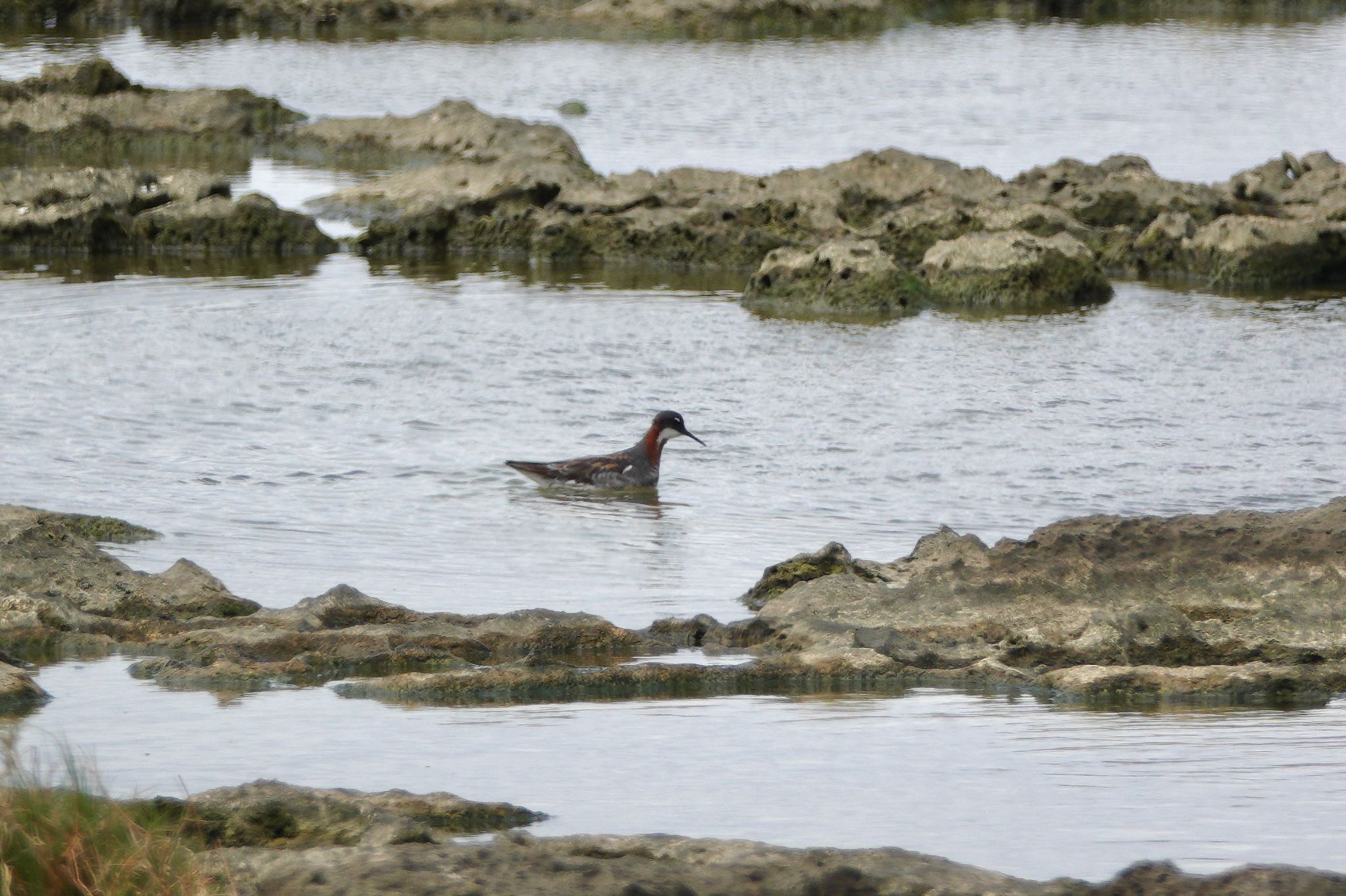 Red-necked Phalarope