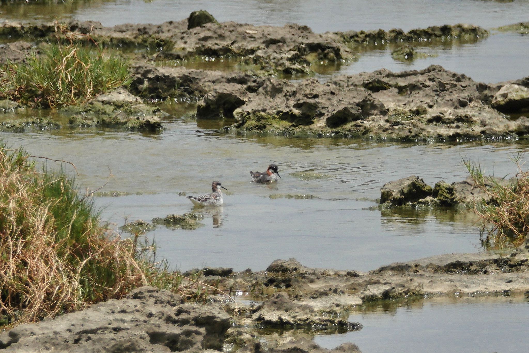 沖縄県 アカエリヒレアシシギの写真 by のどか