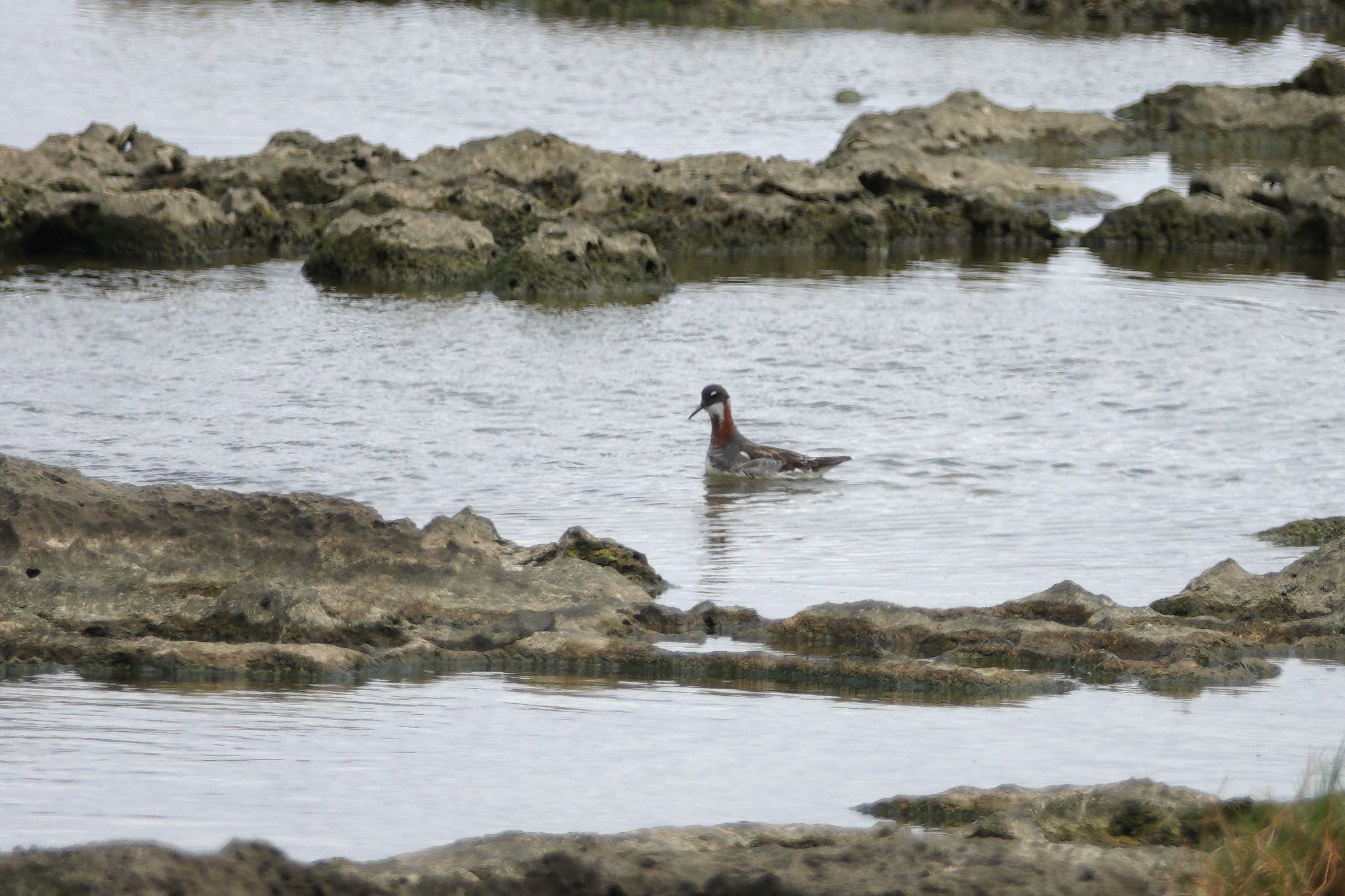 Red-necked Phalarope