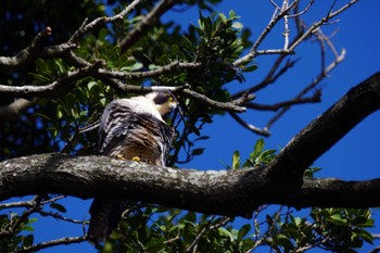 Peregrine Falcon 観音崎公園 Wed, 11/8/2023