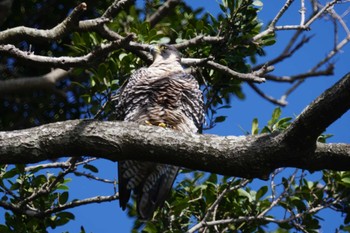 Peregrine Falcon 観音崎公園 Wed, 11/8/2023