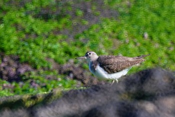 Common Sandpiper 観音崎公園 Wed, 11/8/2023