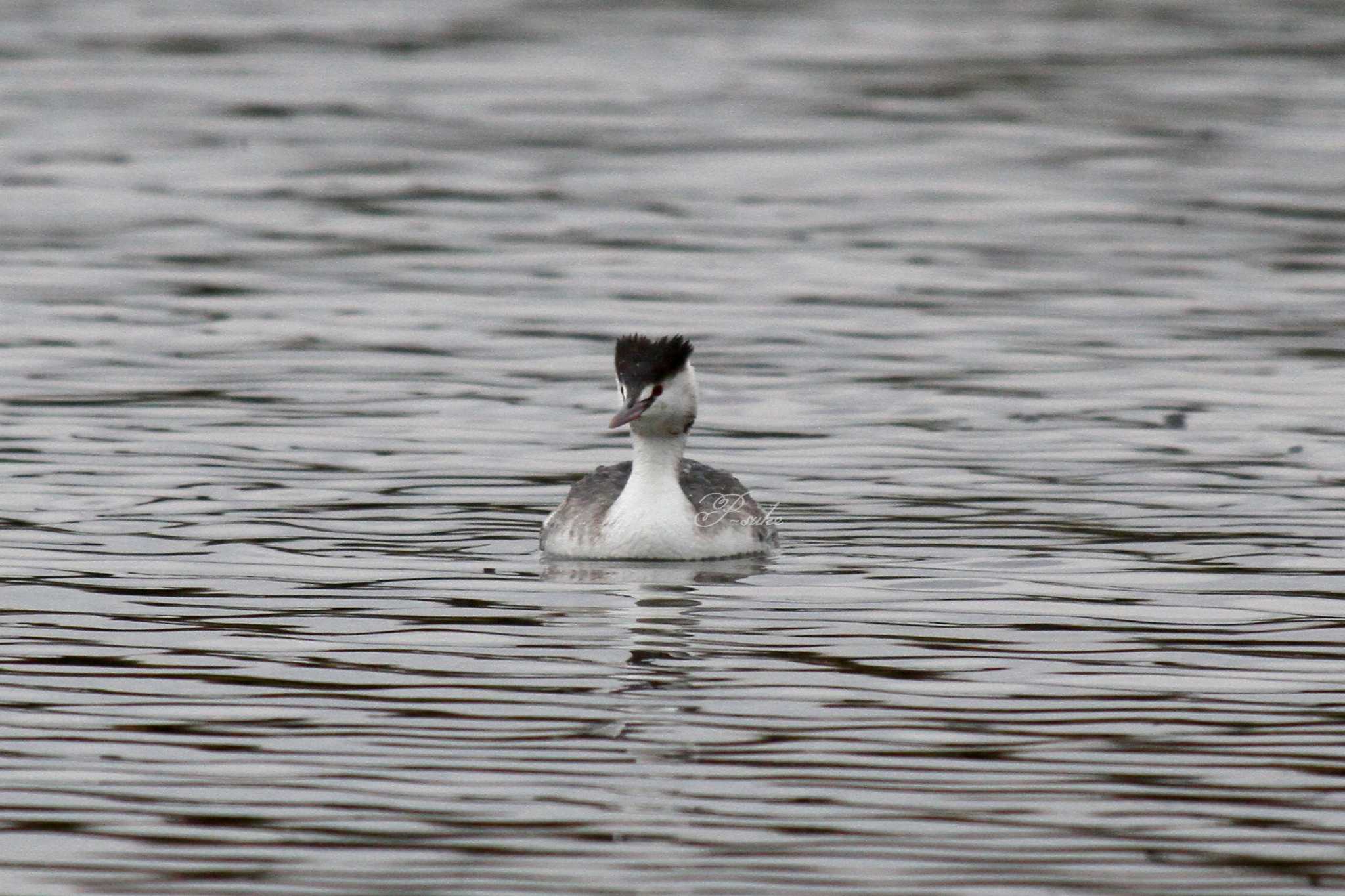 Photo of Great Crested Grebe at 城沼 by ピースケ