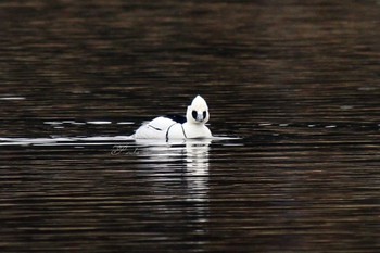 Smew 城沼 Sat, 2/18/2017