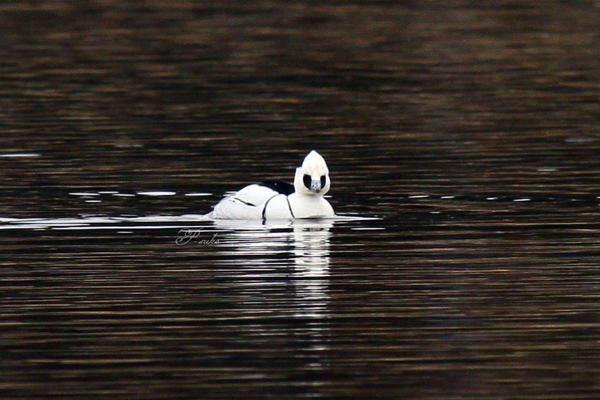 Photo of Smew at 城沼 by ピースケ