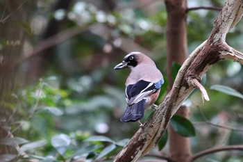 Eurasian Jay Chikozan Park Sat, 2/15/2020