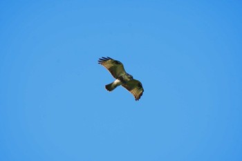 Eastern Buzzard 観音崎公園 Wed, 11/8/2023