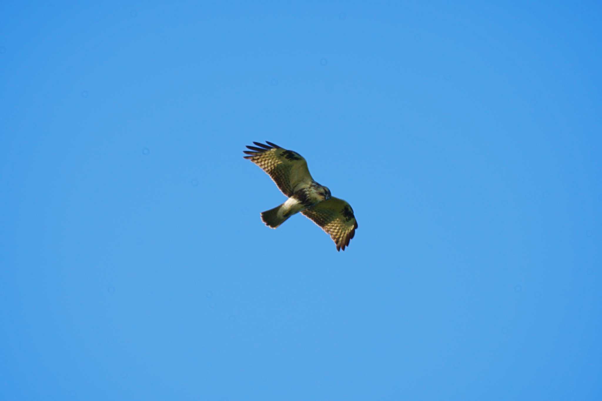 Photo of Eastern Buzzard at 観音崎公園 by sinbesax