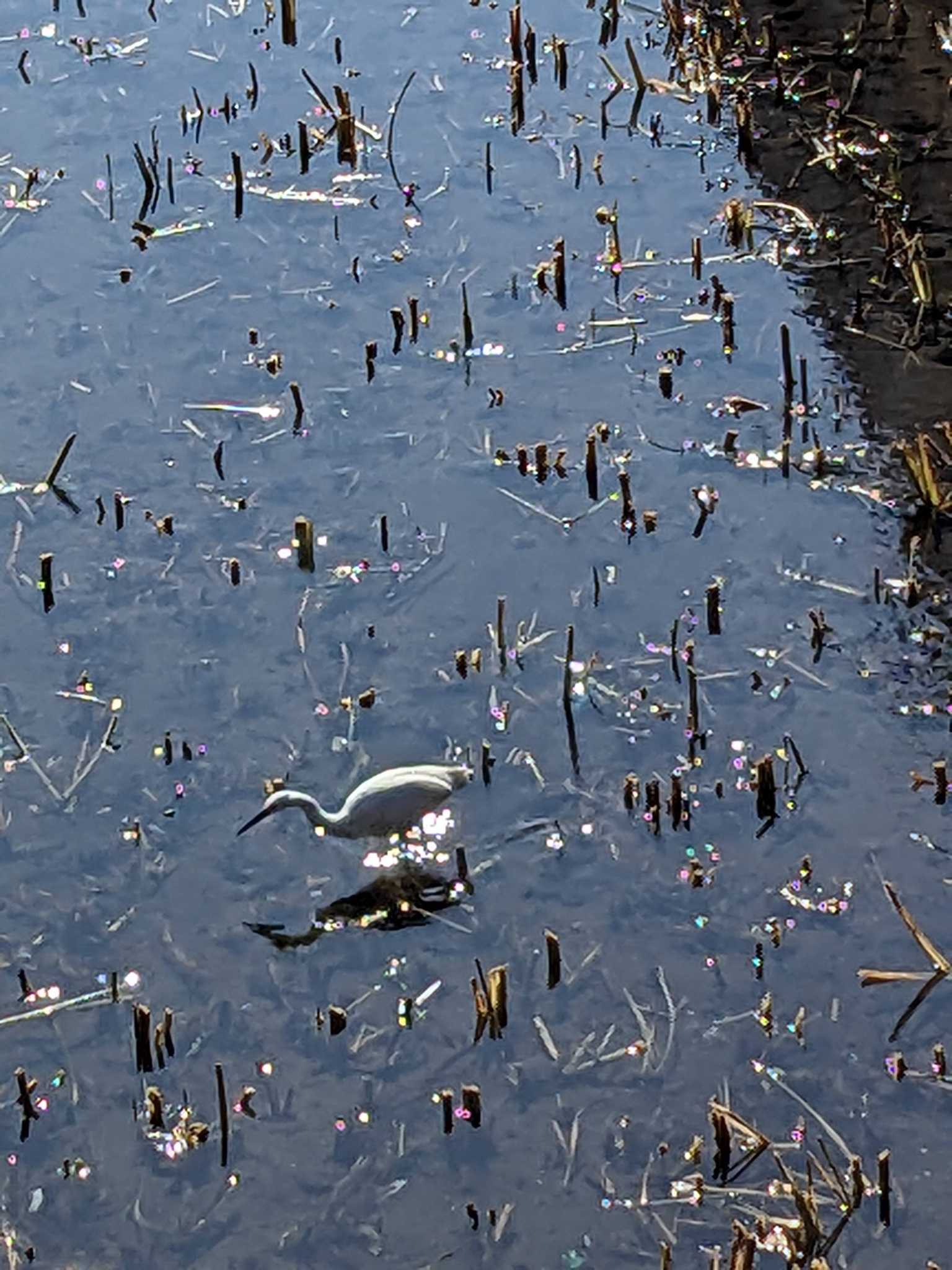 井の頭公園 コサギの写真 by アカウント14463