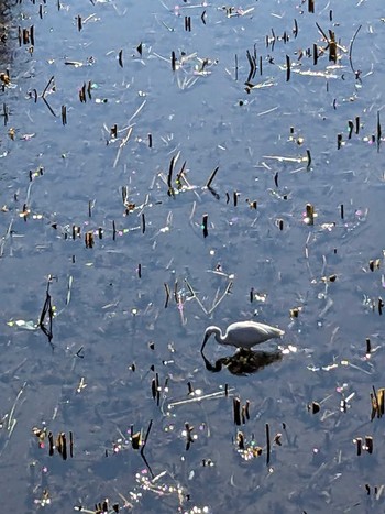 コサギ 井の頭公園 2023年11月8日(水)