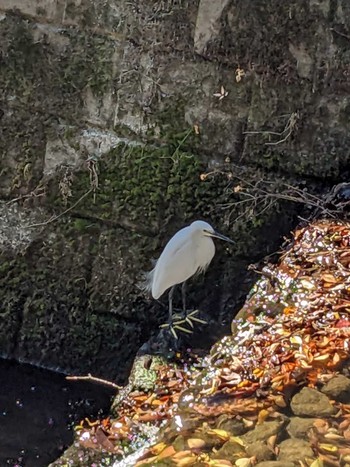 2023年11月8日(水) 井の頭公園の野鳥観察記録