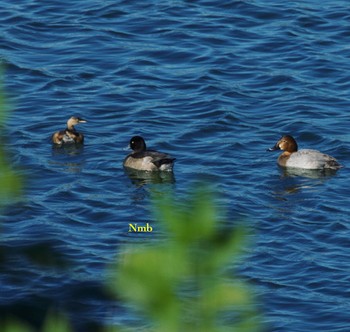 Greater Scaup Unknown Spots Unknown Date