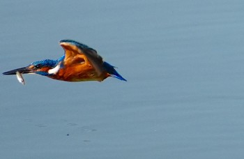 2023年11月8日(水) 万代池の野鳥観察記録