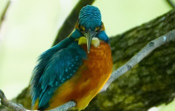 2023年11月8日(水) 茶臼山の野鳥観察記録