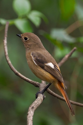 ジョウビタキ 東京港野鳥公園 2023年11月5日(日)