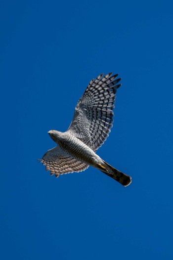 2023年11月8日(水) 茨城県民の森の野鳥観察記録