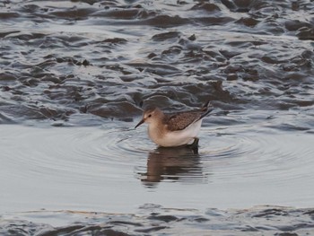 Temminck's Stint Isanuma Fri, 10/13/2023